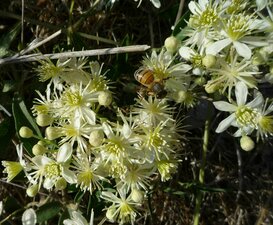 Clematis ligusticifolia flower